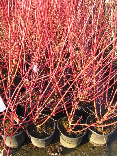Cornus alba 'Sibirica'