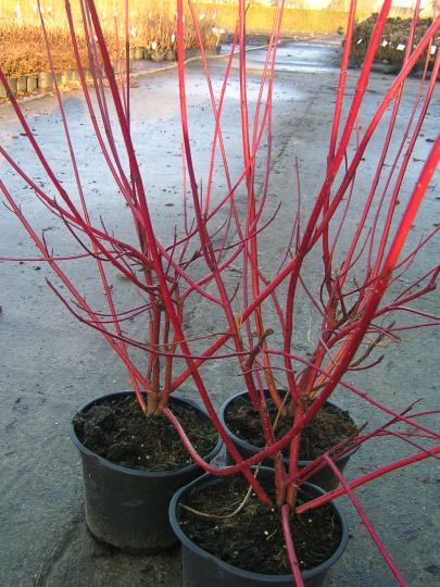 Cornus alba 'Sibirica'