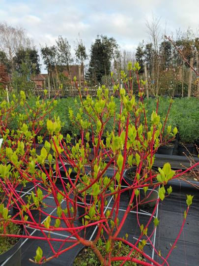Cornus alba 'Sibirica'