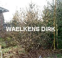 Corylus avellana