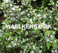 Cotoneaster 'Coral Beauty'