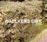 Cotoneaster franchetii