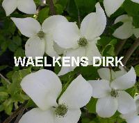 Cornus kousa 'China Girl'