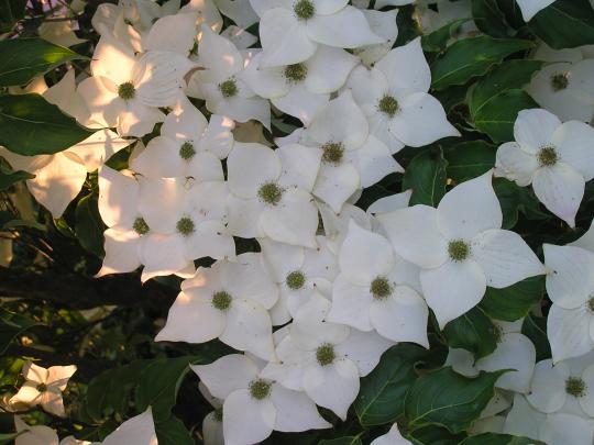 Cornus kousa 'Milky way'