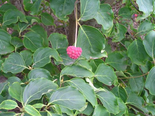 Cornus kousa 'Milky way'