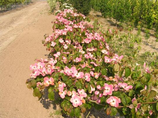 Cornus kousa 'Satomi'
