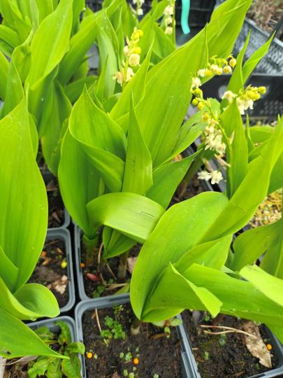 Convallaria majalis MEIKLOKJE