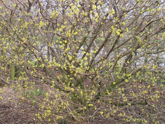 Cornus officinalis