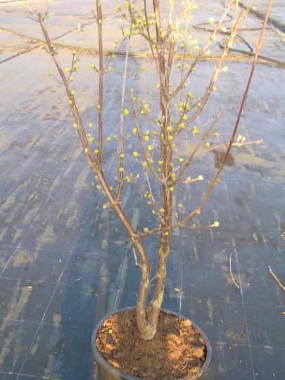 Cornus officinalis