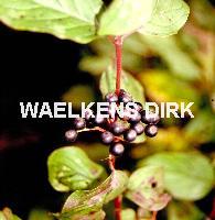 Cornus sanguinea