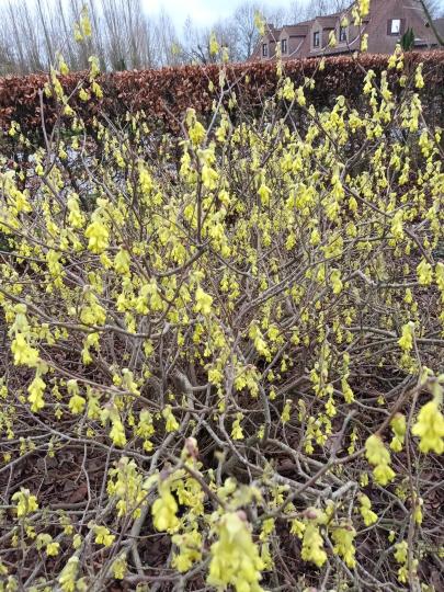 Corylopsis spicata