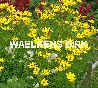 Coreopsis verticillata