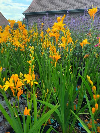 crocosmia gold dust