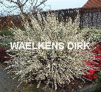 Cytisus praecox 'Albus'