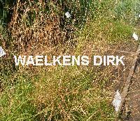 Deschampsia cespitosa