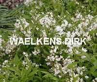 Deutzia gracilis 'Nikko'