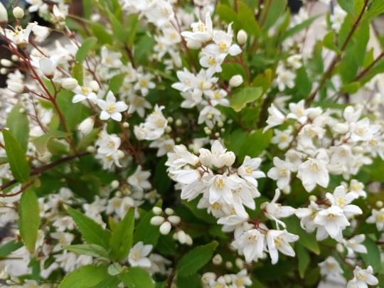 Deutzia gracilis 'Nikko'