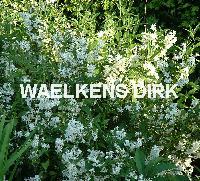 Deutzia gracilis