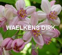 Deutzia hybrida 'Mont Rose'