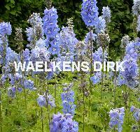 Delphinium (P) 'Summer Skies'