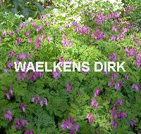 Dicentra formosa