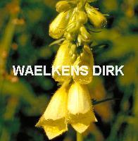 Digitalis grandiflora