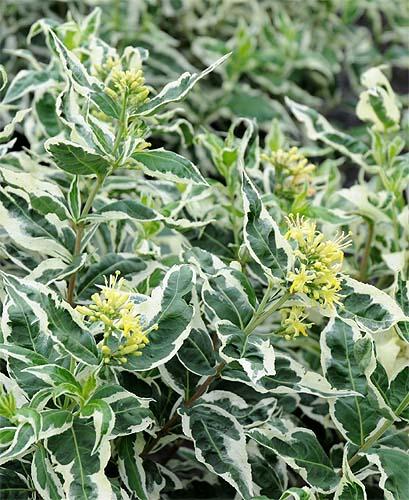 Dierviella sessifolia 'Cool Splash'