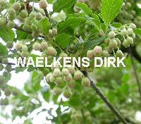 Enkianthus campanulatus