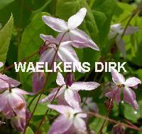 Epimedium grandiflorum