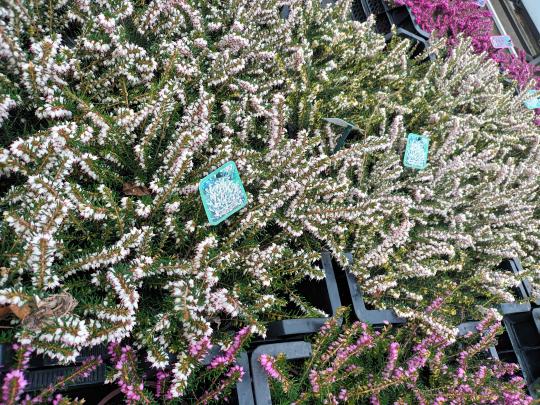 Erica darleyensis 'White Perfection'