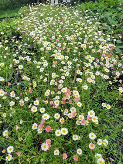Erigeron karvinskianus