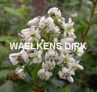 Escallonia 'Iveyi' WIT