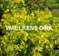 Euphorbia amygd. robbiae