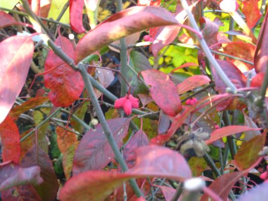 Euonymus europaeus
