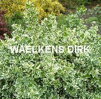 Euonymus fort. 'Emerald Gaiety'