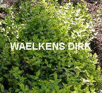 Euonymus fort. 'Emerald 'n Gold'