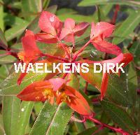 Euphorbia griffithii 'Fireglow'