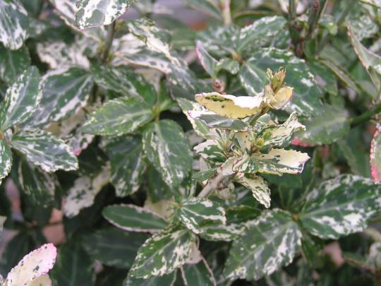 Euonymus fort. 'Harlequin'