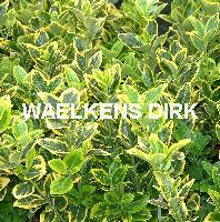 Euonymus jap. 'Aureus'
