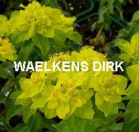 Euphorbia myrsinites