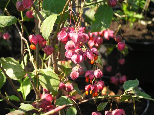 Euonymus planipes