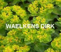 Euphorbia polychroma