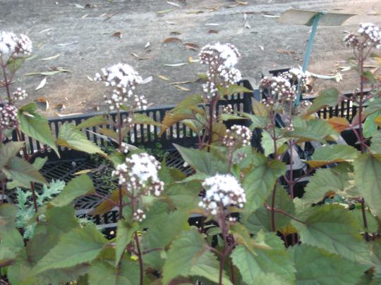 Eupatorium rugosum 'Chocolate'