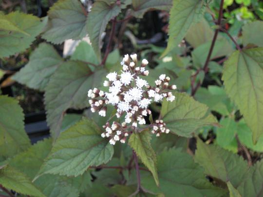 Eupatorium rugosum 'Chocolate'