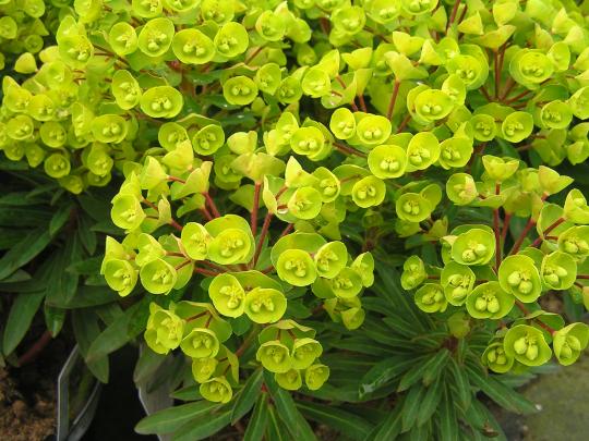 Euphorbia 'Redwing'