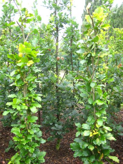 Fagus sylv. 'Dawick Gold'