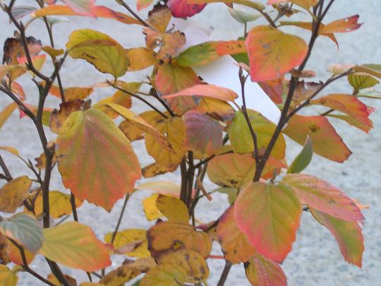 Fothergilla major