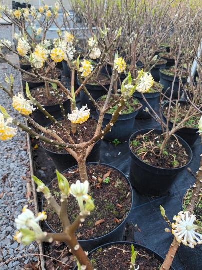 Fothergilla major