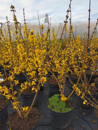 Forsythia 'Weekend'