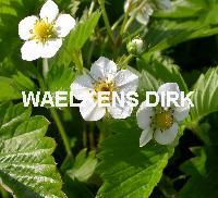 Fragaria vesca